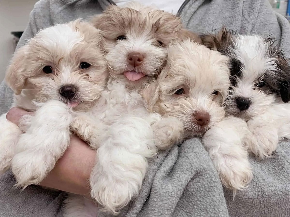 Fluffy puppies - Fluffy puppies