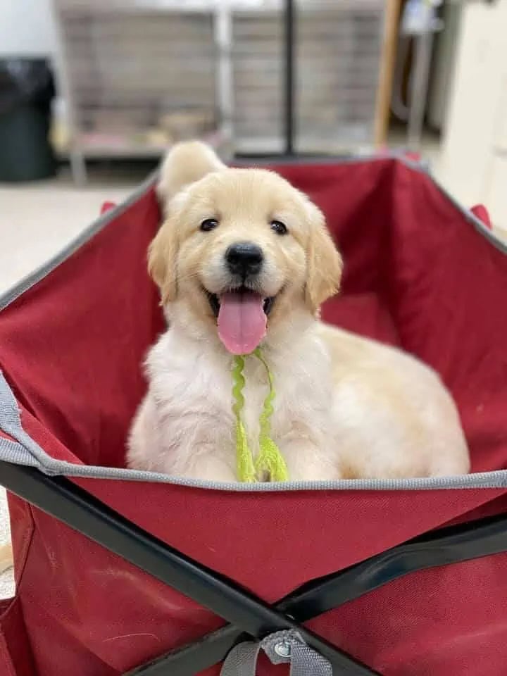 Goldy pup in basket - Goldy pup in basket