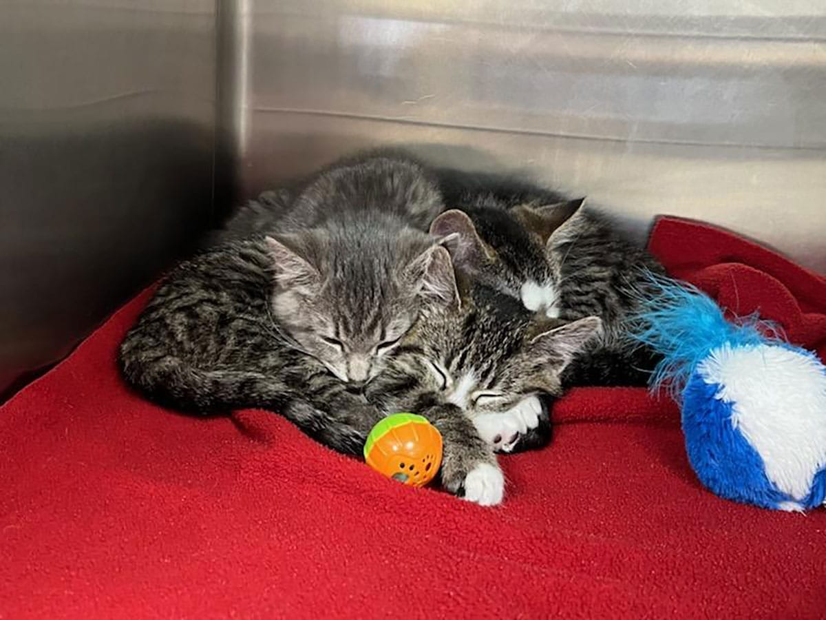 kittens - kittens