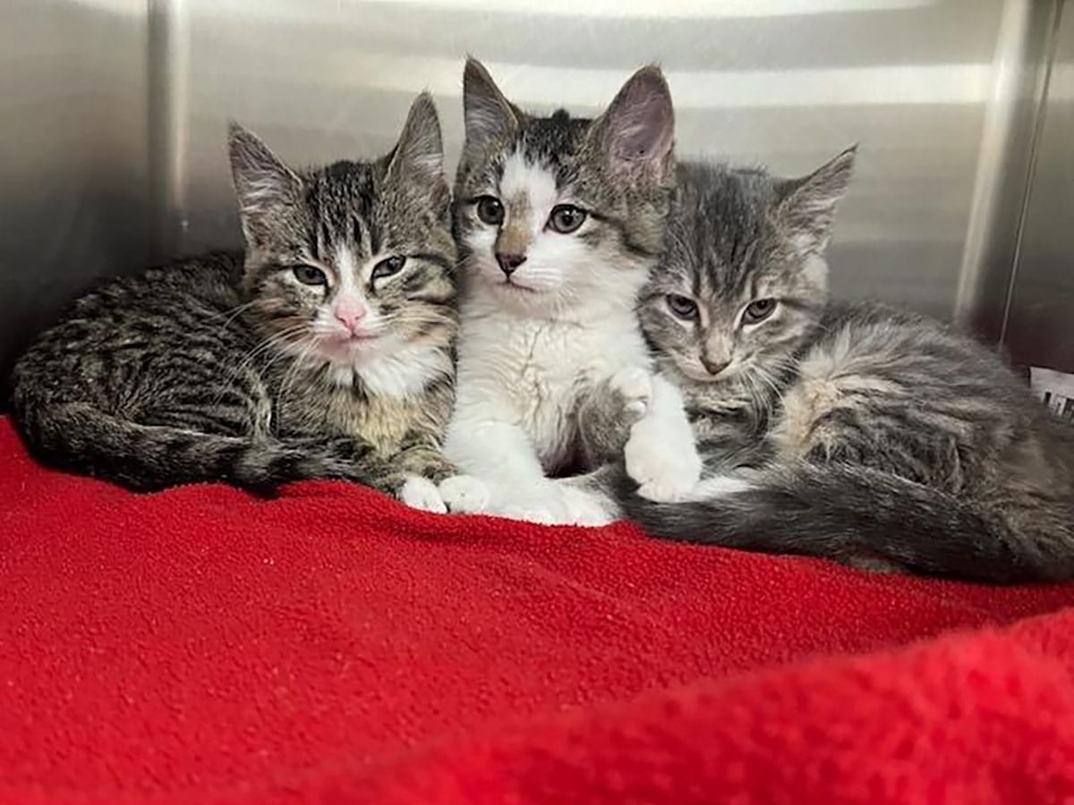 kittens 2 - kittens 2