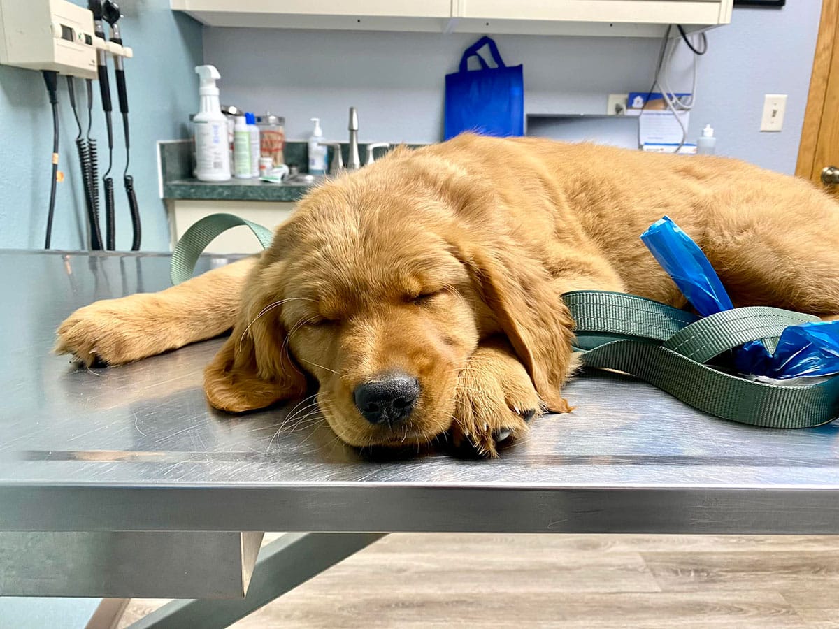 sleeping golden - sleeping golden